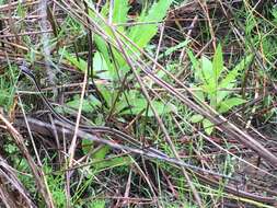 Image of Thamnophis saurita saurita (Linnaeus 1766)