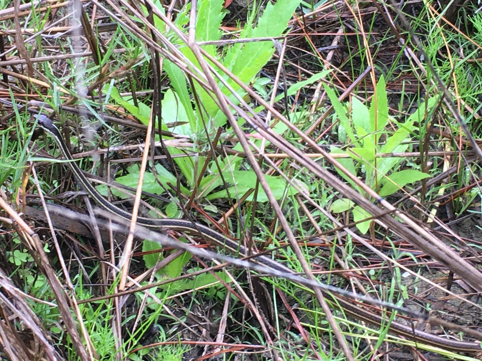 Image of Thamnophis saurita saurita (Linnaeus 1766)