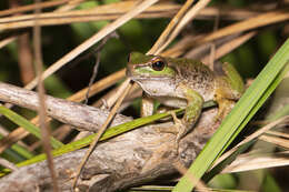 Image of Spencer’s River Tree Frog