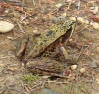 Image of Northern Red-legged Frog