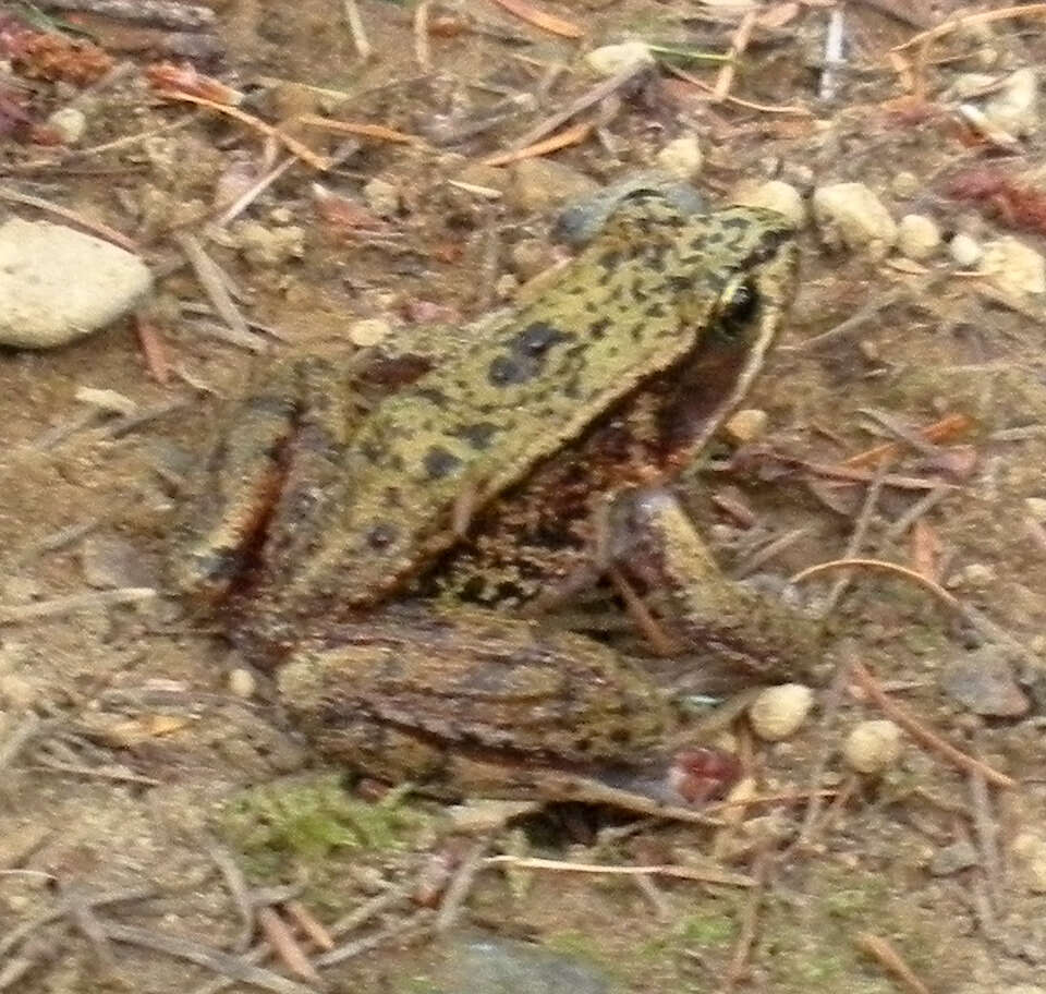 Image of Northern Red-legged Frog