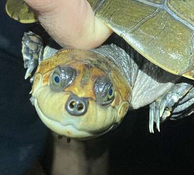 Image of Llanos Sideneck Turtle