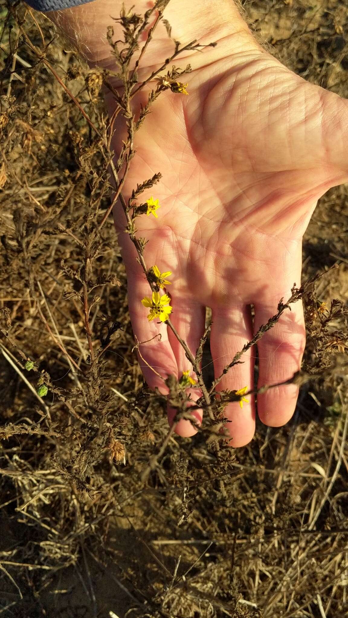 Image of grassland tarweed