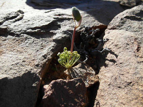 Image of Albuca spiralis L. fil.