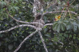 Image of Bradypus variegatus variegatus Schinz 1825