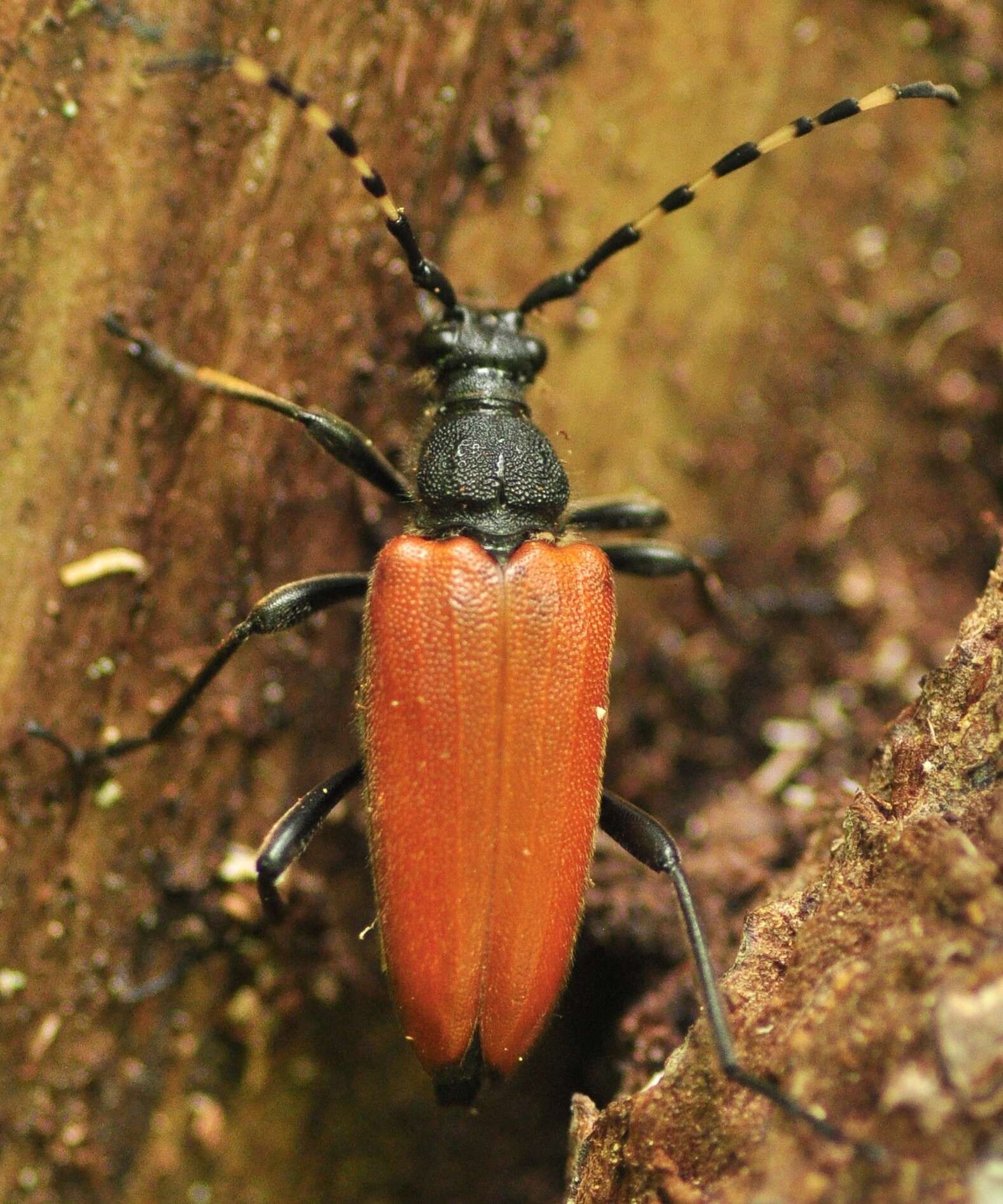 Image of Stictoleptura variicornis (Dalman 1817)