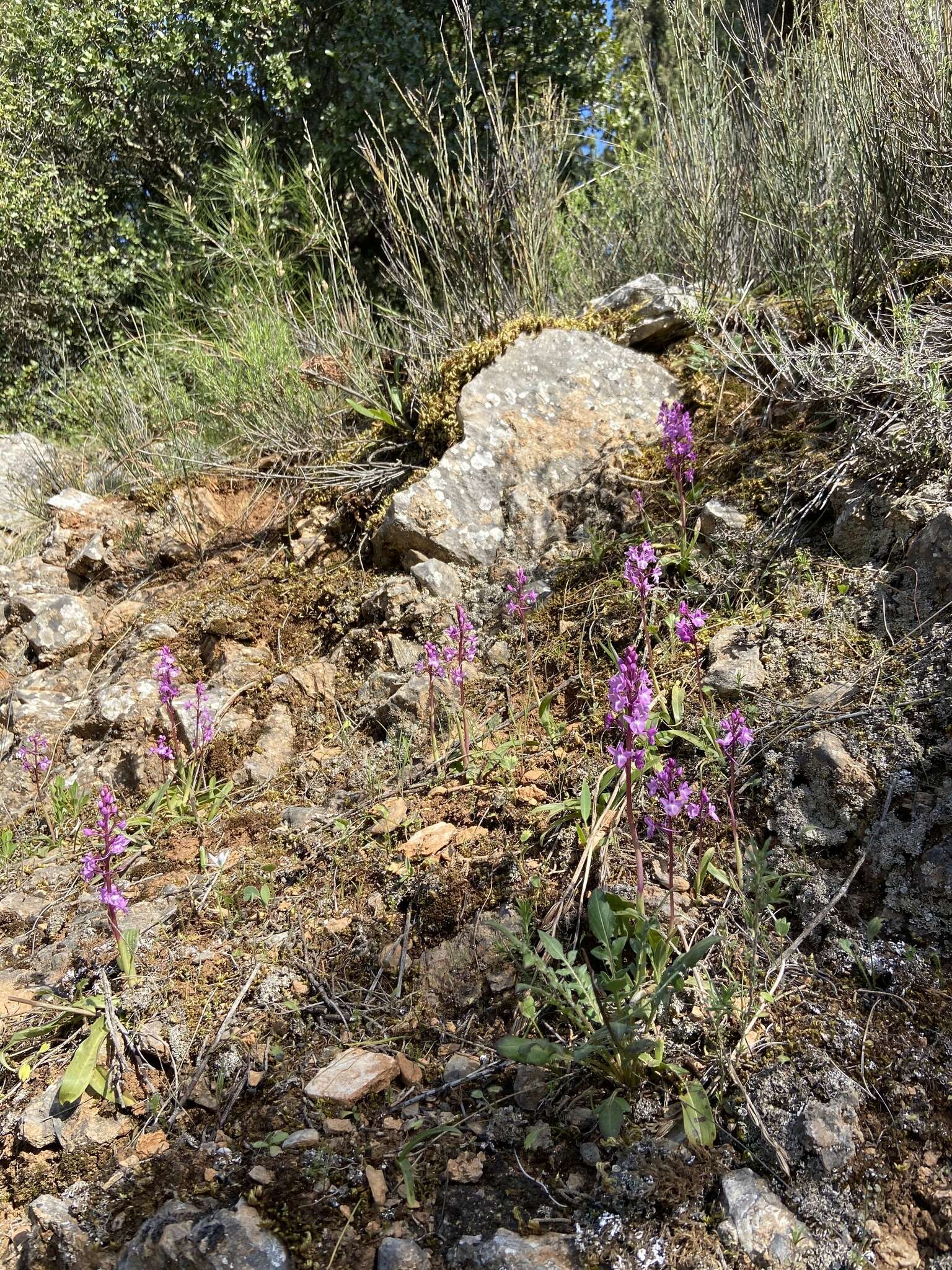 Image of Four-spotted Orchis