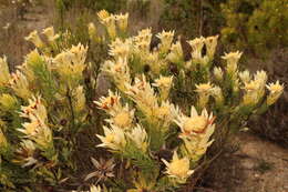 Image of Leucadendron burchellii I. J. M. Williams