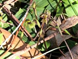 Imagem de Chiloglottis trapeziformis Fitzg.