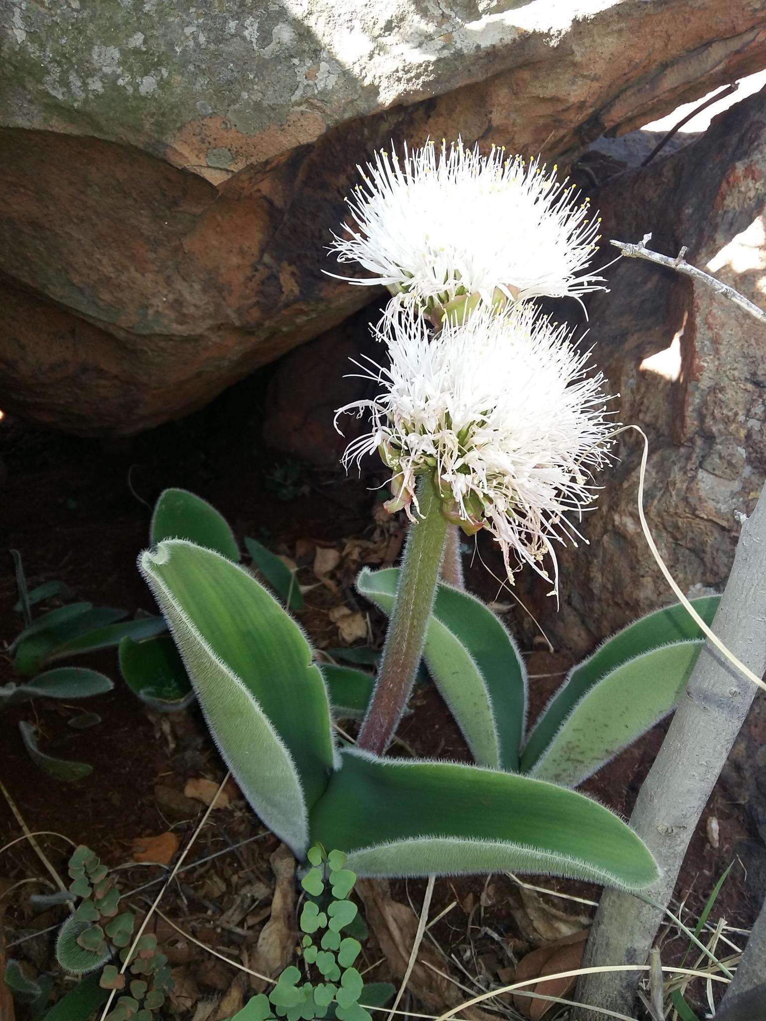 Image of Haemanthus humilis subsp. hirsutus (Baker) Snijman