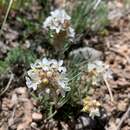 Image of Ipomopsis spicata var. cephaloidea (Rydb.) D. Wilken & R. L. Hartman