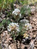 Image of Ipomopsis spicata var. cephaloidea (Rydb.) D. Wilken & R. L. Hartman