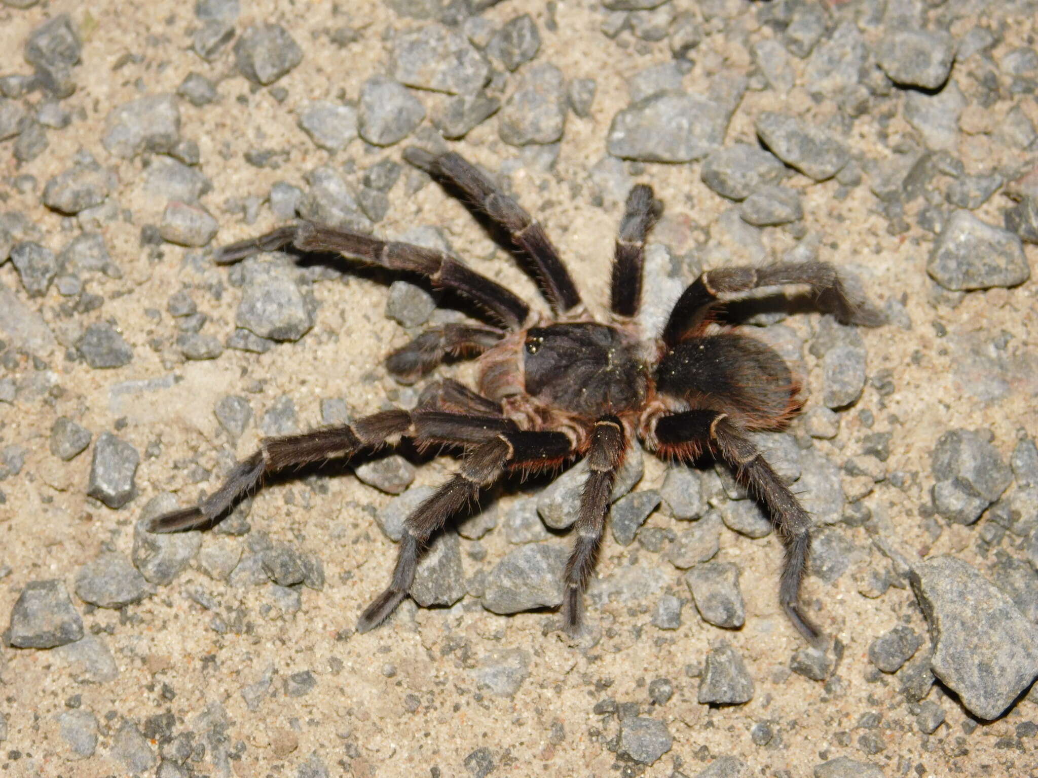 Image of Acanthoscurria cordubensis Thorell 1894