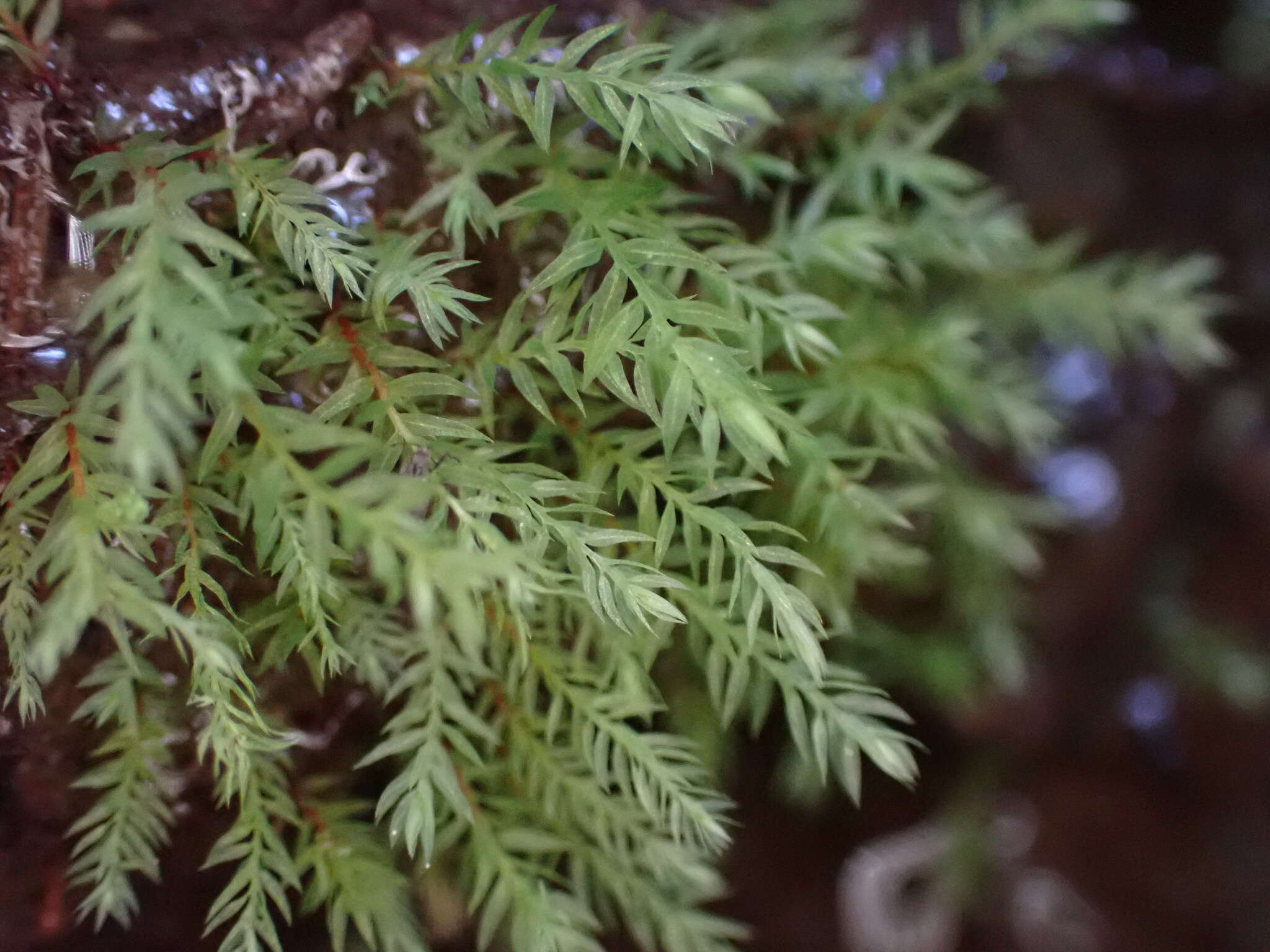 Image of Wahlenberg's pohlia moss