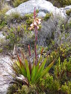 Image of Watsonia tabularis J. W. Mathews & L. Bolus