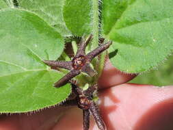 Image of star milkvine