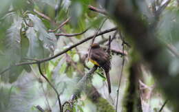 Image of Ward's Trogon