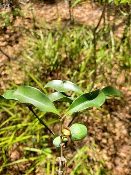 Garcinia calcicola (Jum. & H. Perrier) P. W. Sweeney & Z. S. Rogers resmi