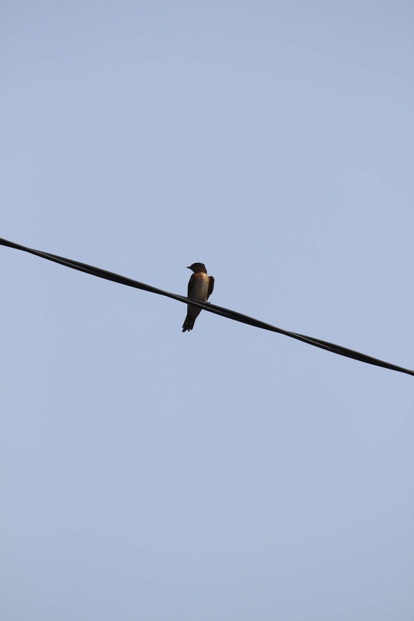 Image of Hirundo tahitica javanica Sparrman 1789