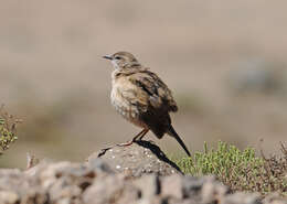 Image of African Rock Pipit