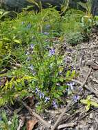 Image of Lobelia dentata Cav.