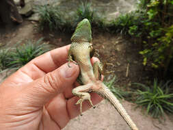 Image of Guatemalan Emerald Spiny Lizard