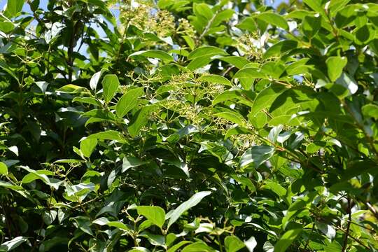 Image of Viburnum hartwegii Benth.