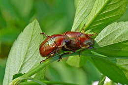 Image of Callistethus marginatus (Fabricius 1792)