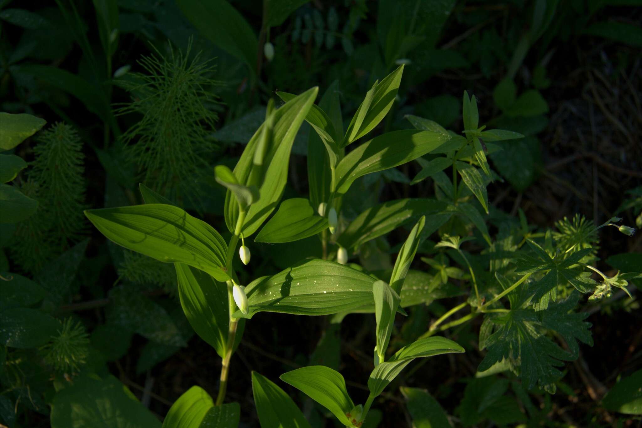 Image of dwarf solomon's seal