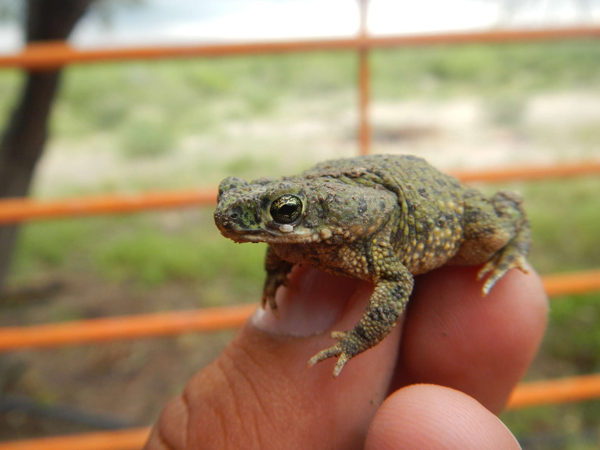 Image of Green toad