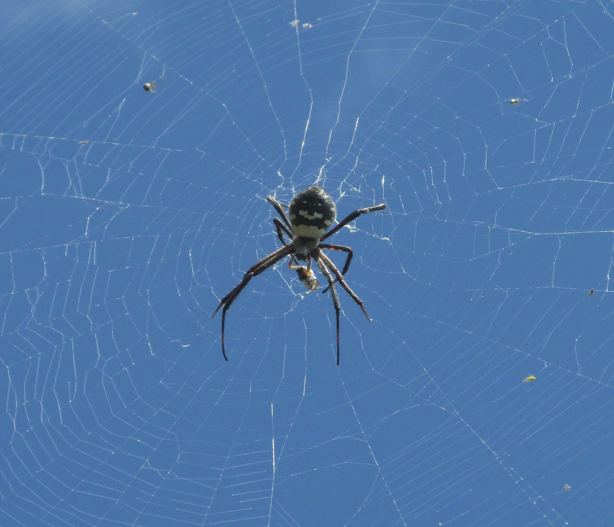 Imagem de Argiope trifasciata kauaiensis Simon 1900