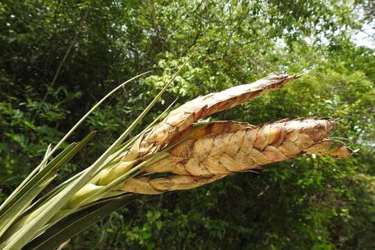 Image of Tillandsia flavobracteata Matuda