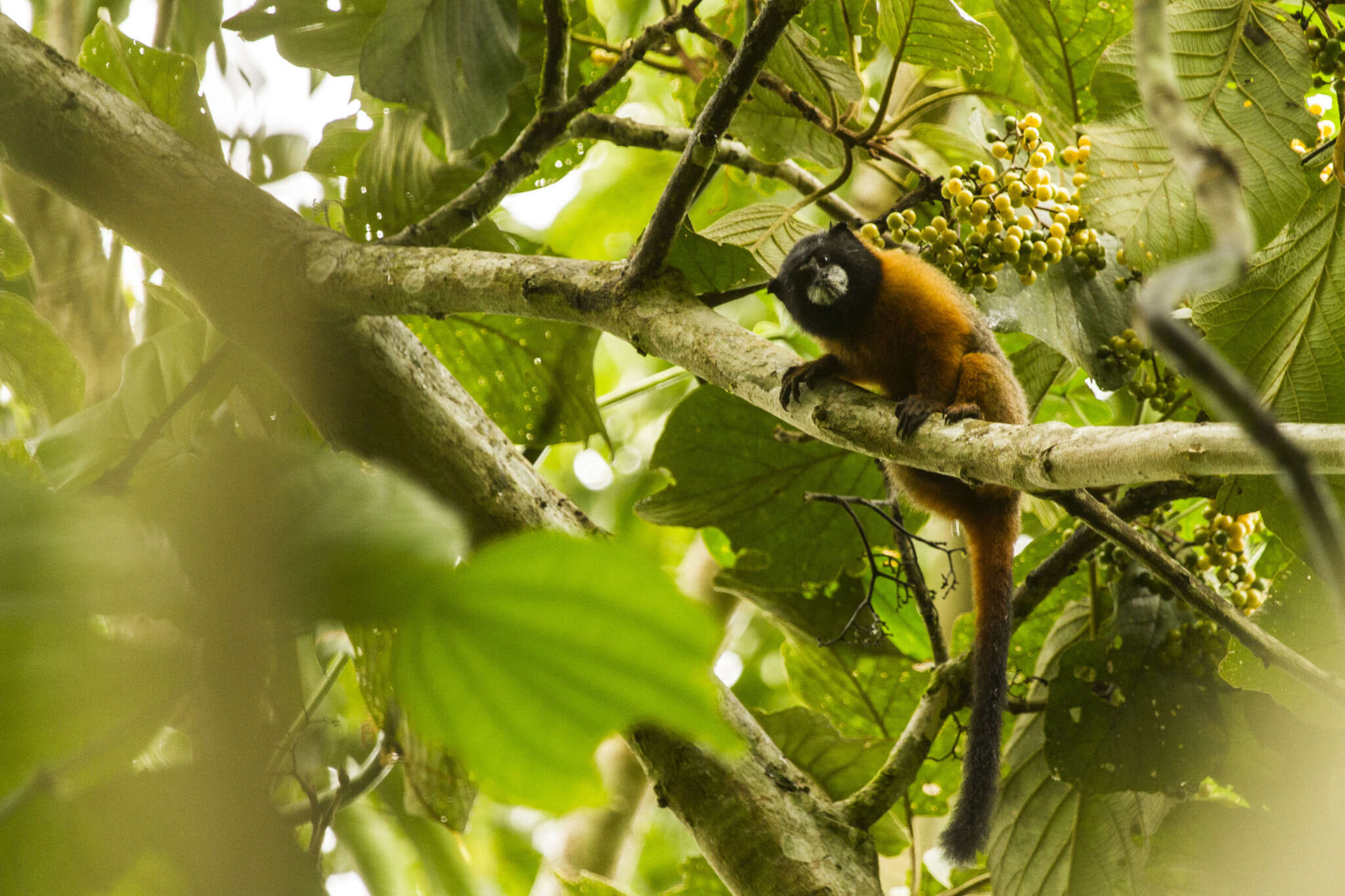 Image of golden-mantled tamarin