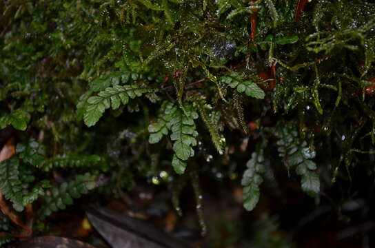 Sivun Austroblechnum corralense (Espinosa) Gasper & V. A. O. Dittrich kuva