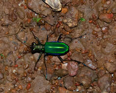 Image of Cicindela (Calochroa) whithillii (Hope 1838)