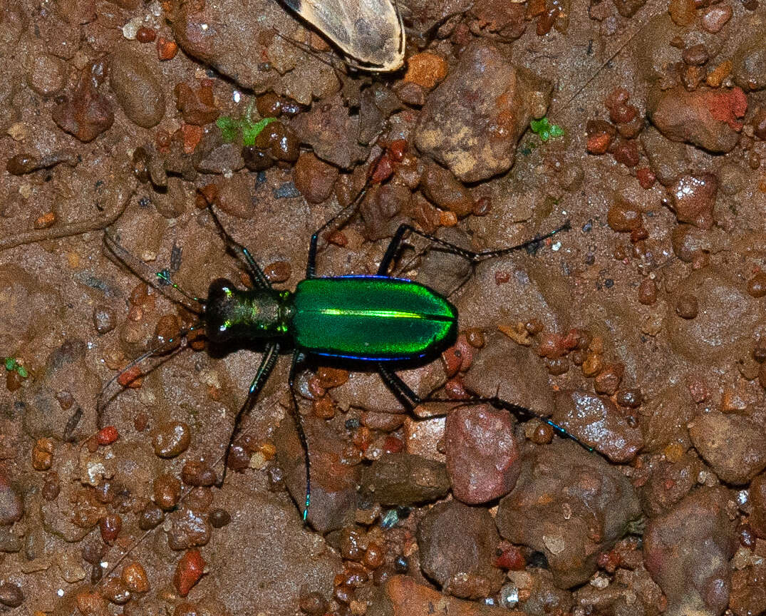 Plancia ëd Cicindela (Calochroa) whithillii (Hope 1838)