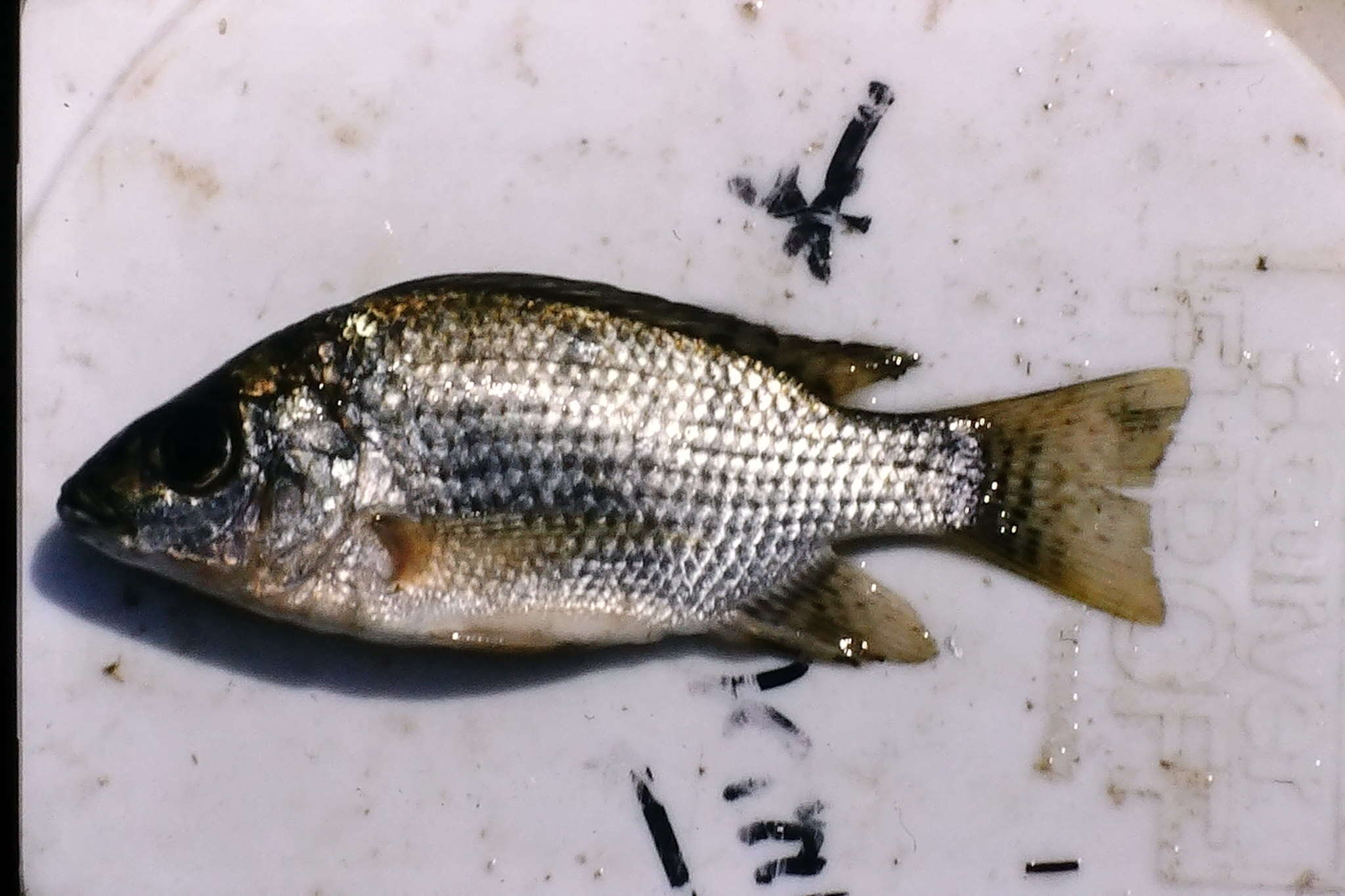 Image of Tanganyika tilapia