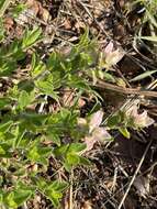 Image de Syncolostemon persimilis (N. E. Br.) D. F. Otieno