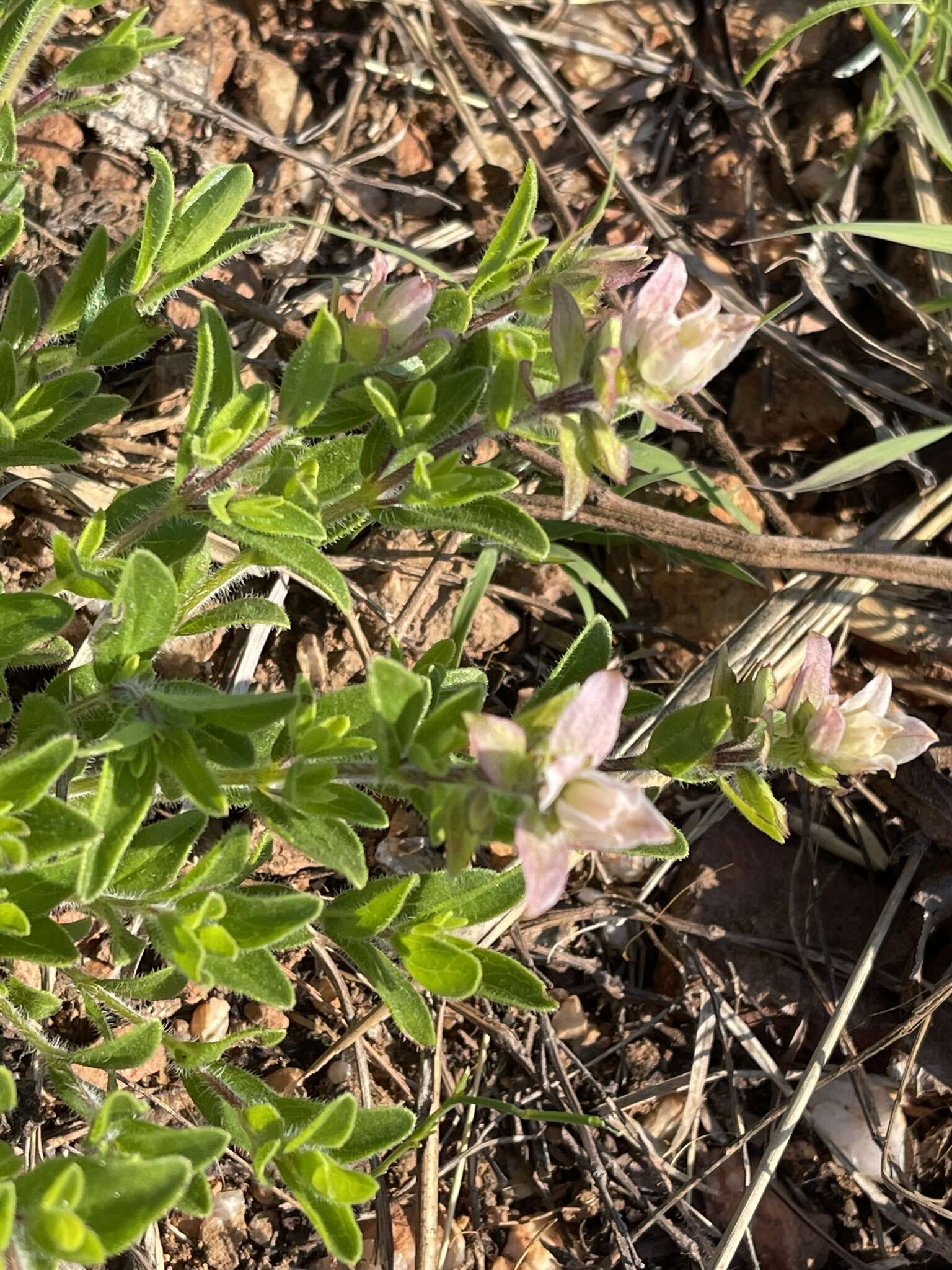 Imagem de Syncolostemon persimilis (N. E. Br.) D. F. Otieno