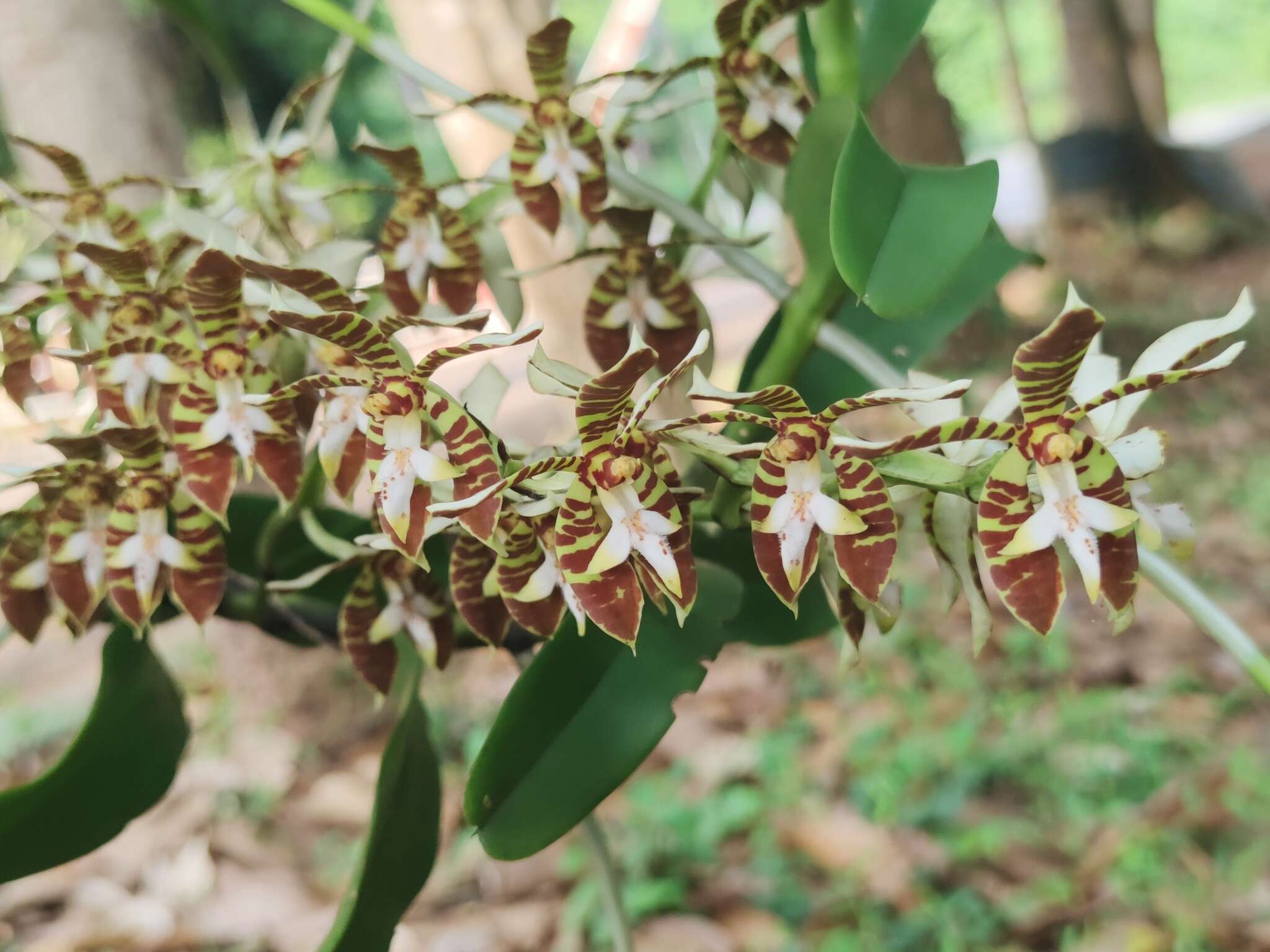 Trichoglottis fasciata Rchb. fil. resmi