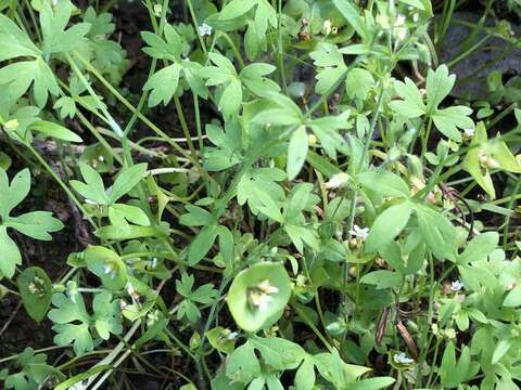 Image of delicate buttercup