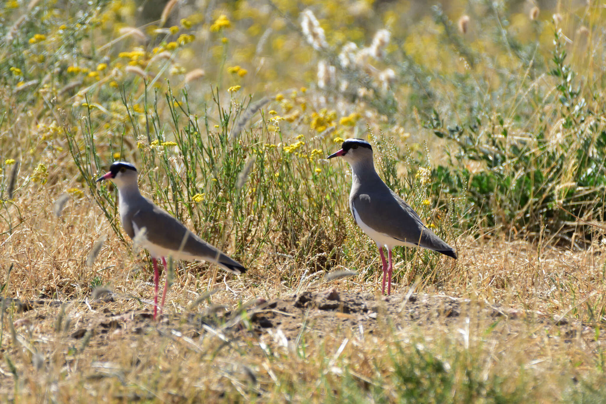 صورة Vanellus coronatus (Boddaert 1783)