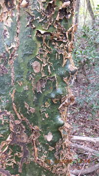 Image of Sweet-root corkwood