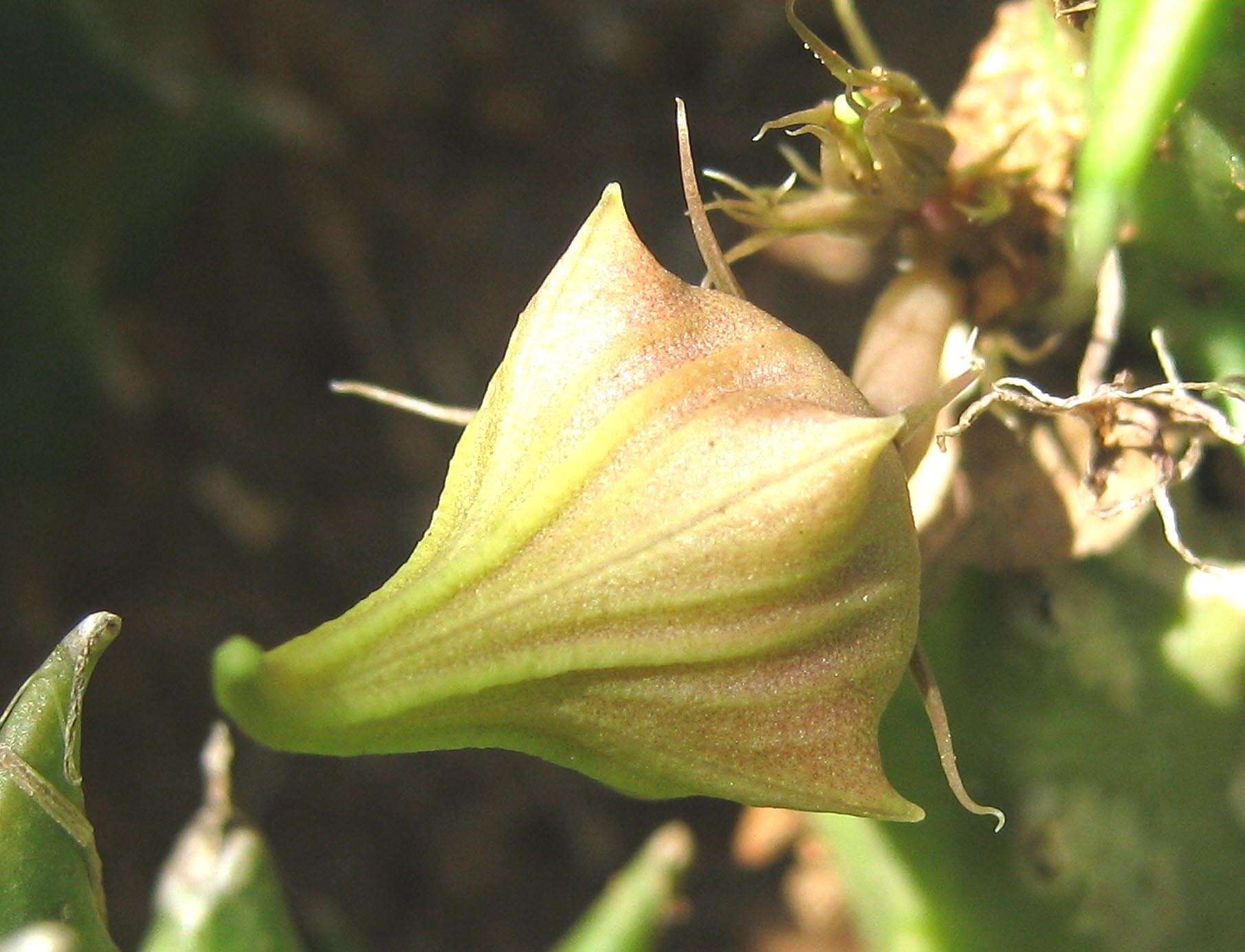 Plancia ëd Ceropegia verekeri subsp. verekeri