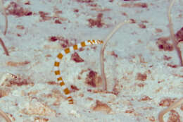 Image of Splendid garden eel