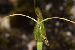 Pterostylis saxosa的圖片