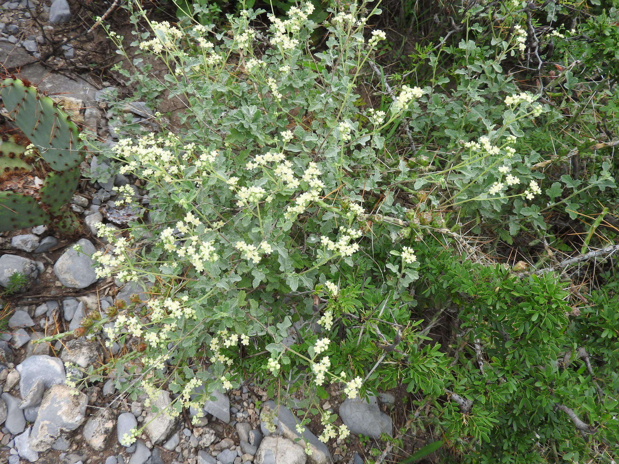 Image of Parthenium fruticosum Less.