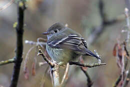 Empidonax hammondii (Xántus 1858)的圖片