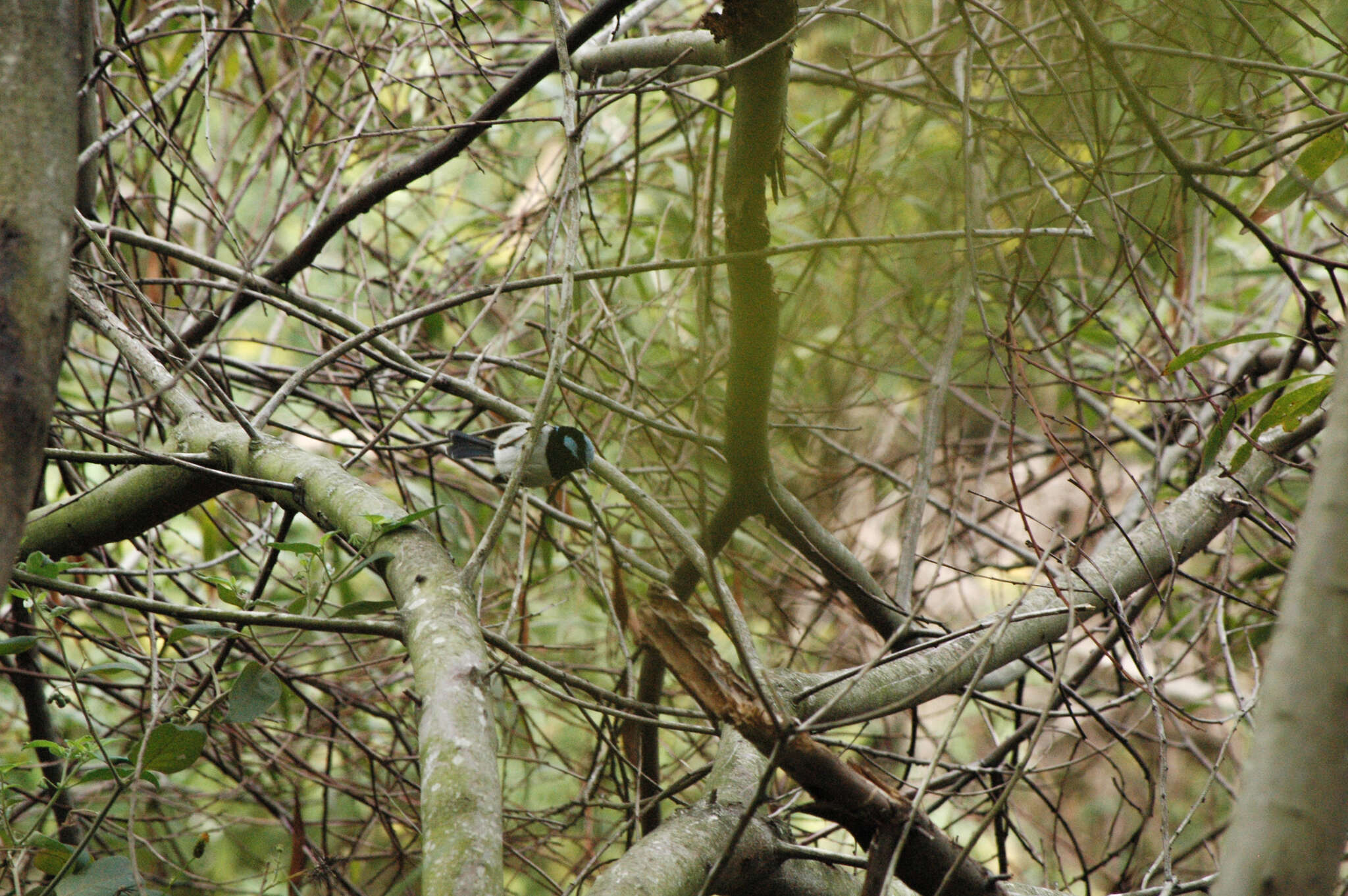 Image of Superb Fairy-wren