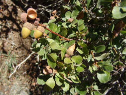 Image of Channel Island Scrub Oak